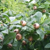 Kako uzgajati mušmulu u seoskoj kući u predgrađu